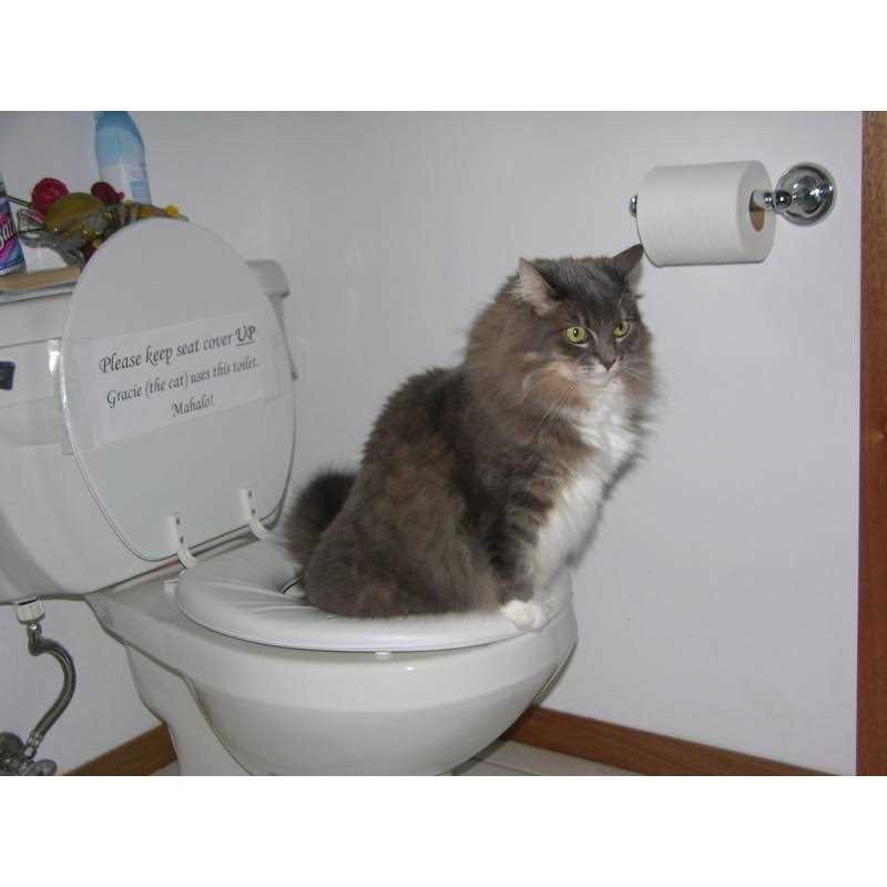 Cat Toilet Training Kit Y621