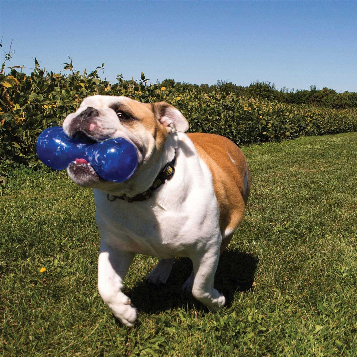 Squeezz Dumbbell Dog Toy F179