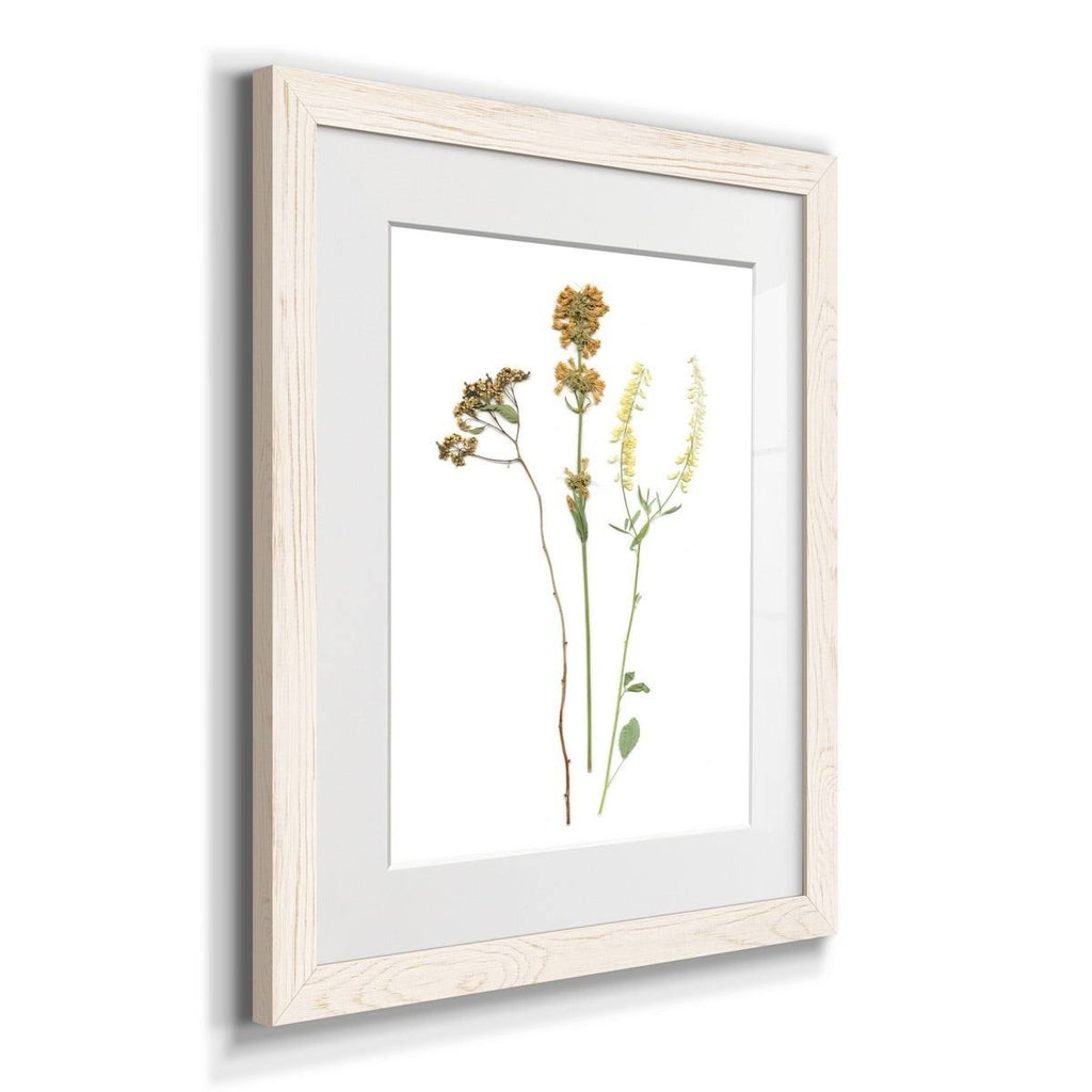 Walnut Framed Print O52914