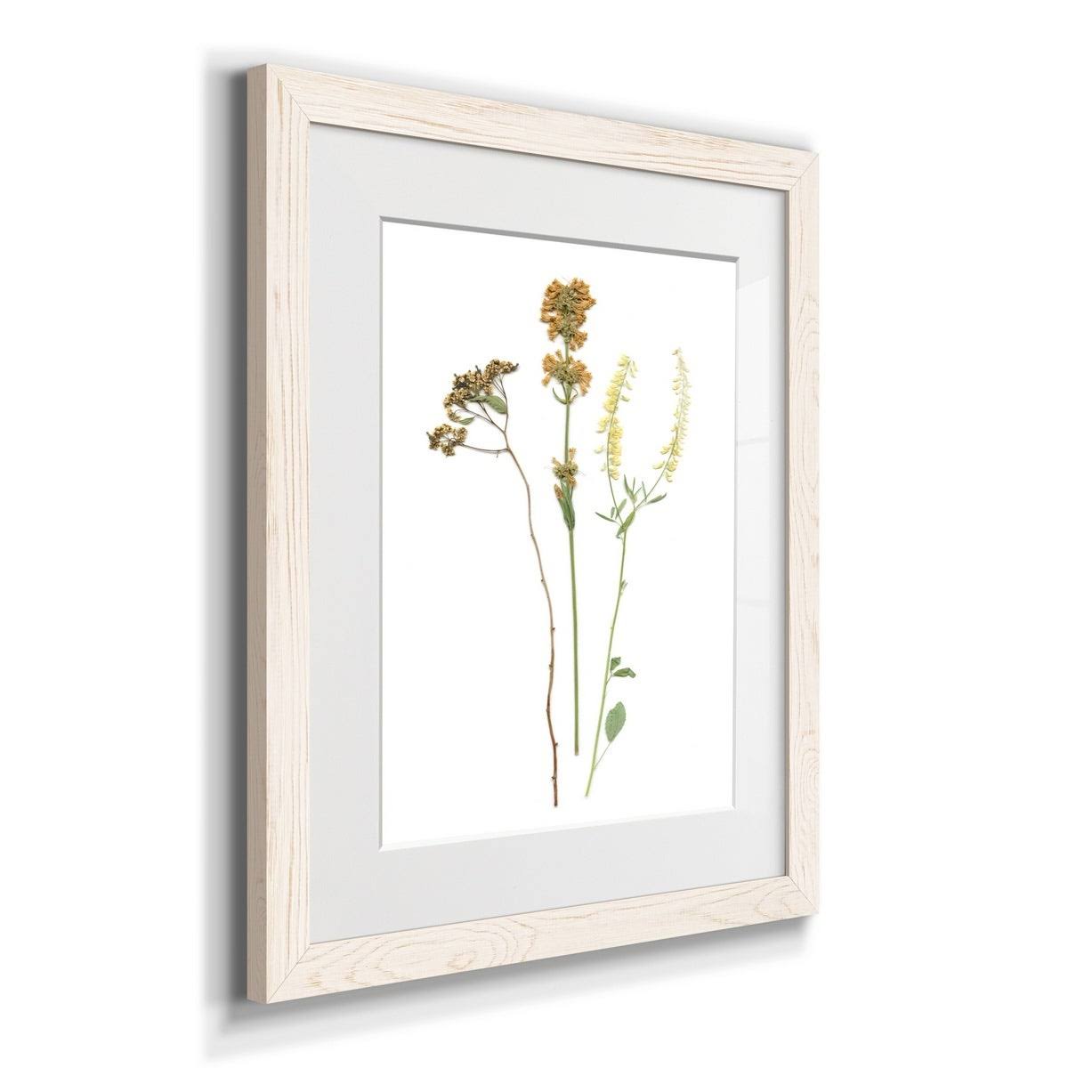 Walnut Framed Print O52914