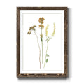 Walnut Framed Print O52914