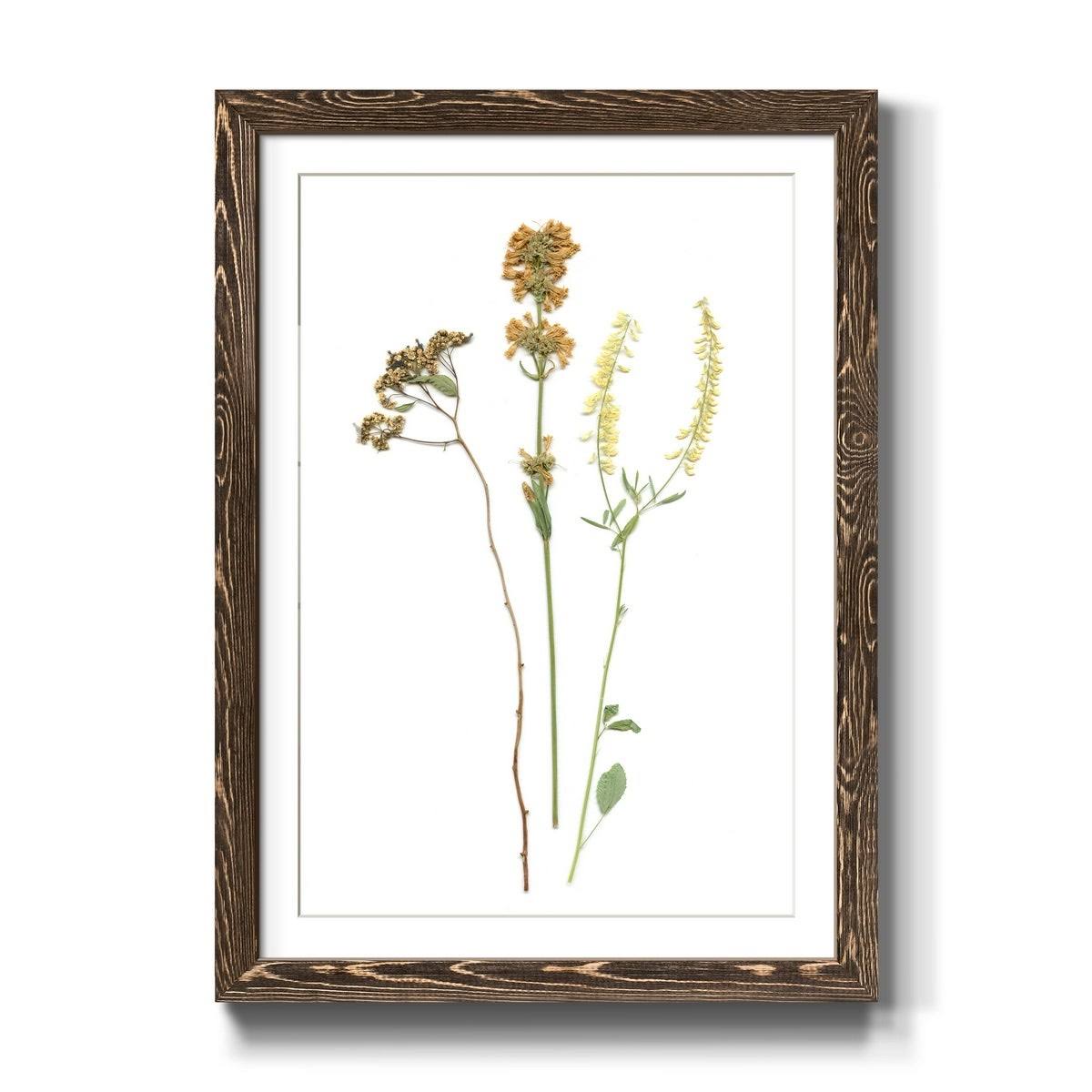 Walnut Framed Print O52914