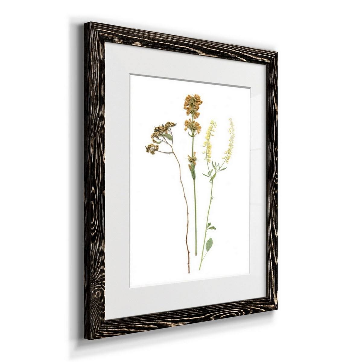 Walnut Framed Print O52914