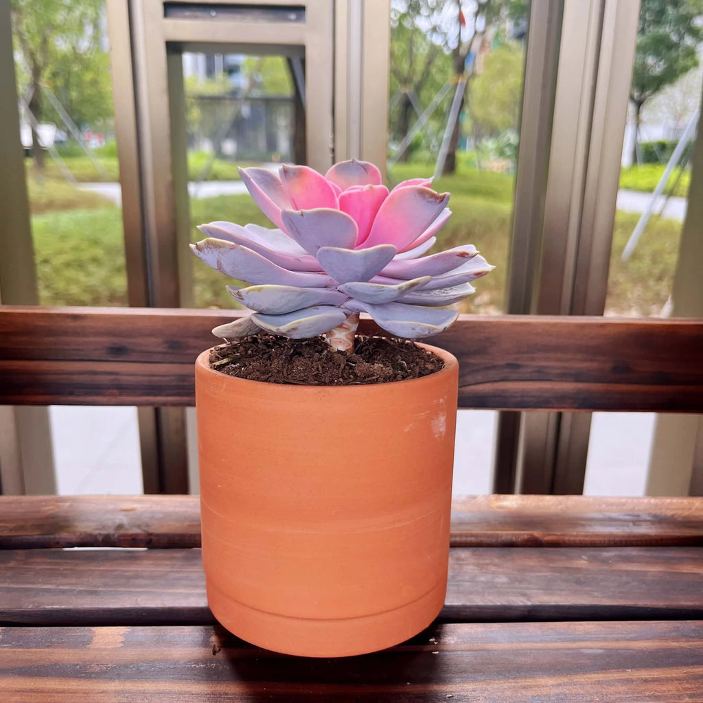 Terracotta Flower Pots, 3 Count with Drainage Holes E765726