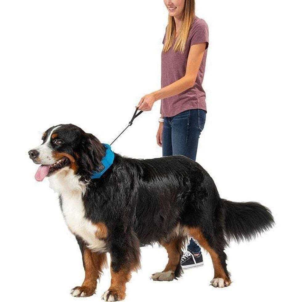 All-In-One Collar + Leash V403227
