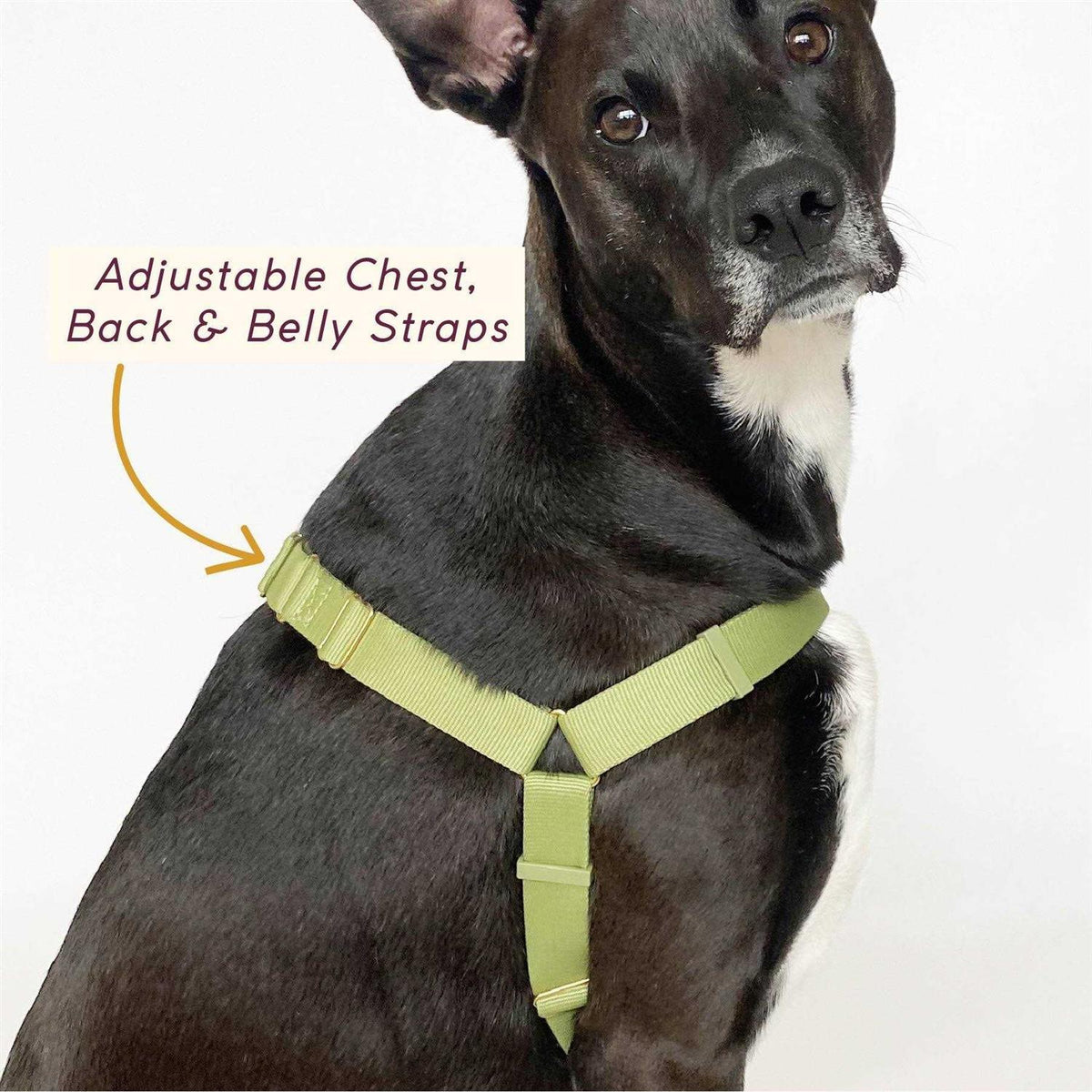 Pet Harness F673148